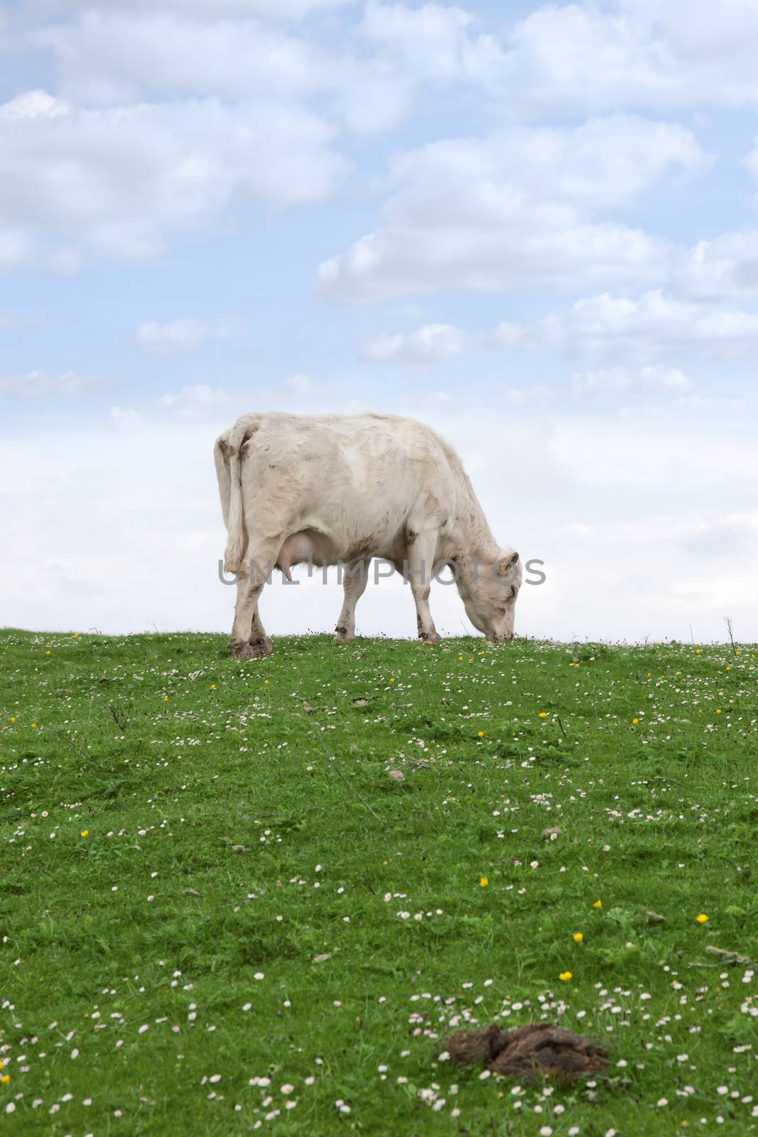 lone cow feeding on the green grass of county Kerry Ireland on the wild atlantic way