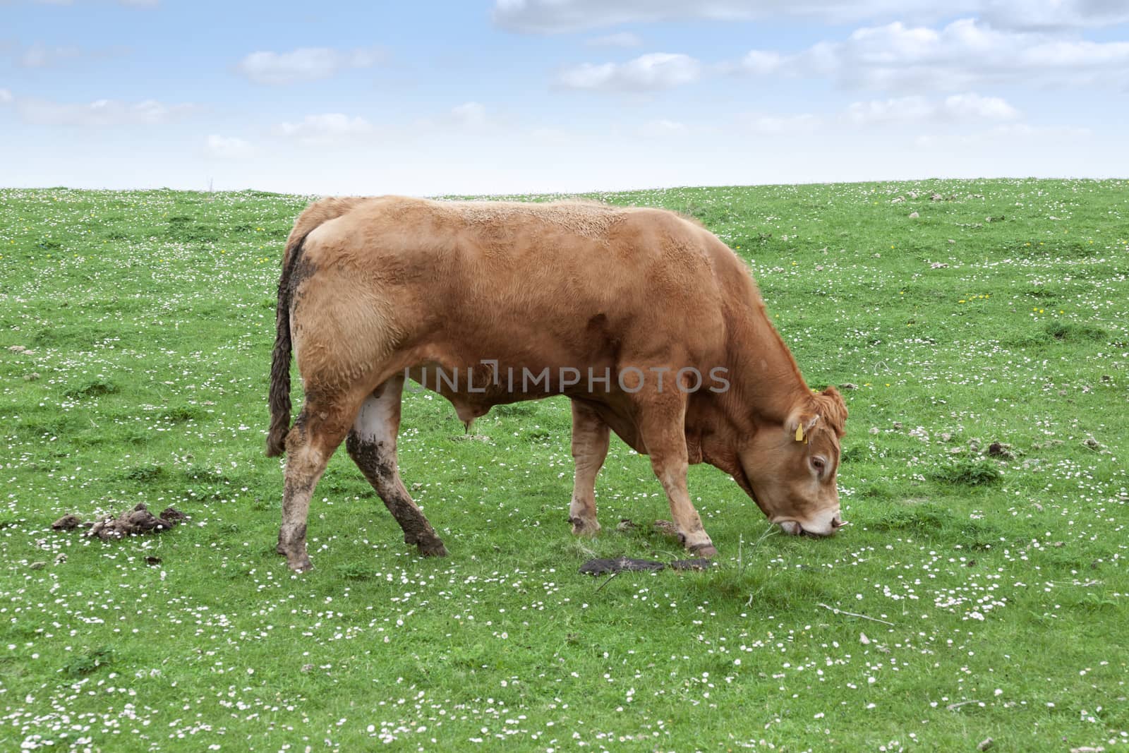 lone bull feeding on the green grass of county Kerry Ireland on the wild atlantic way