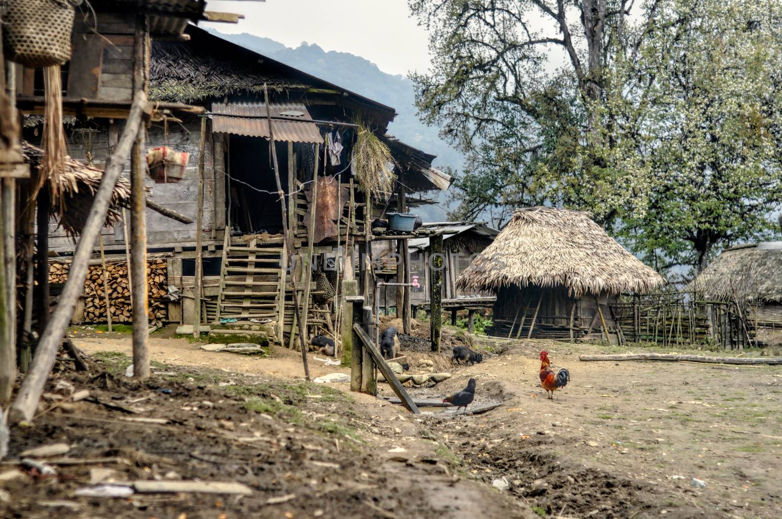 Unkept yard next to shabby houses with animals outside in India