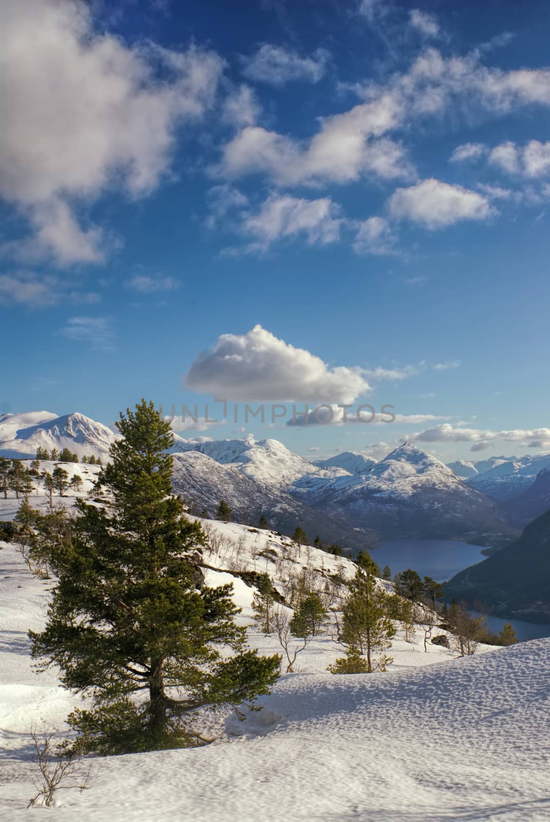 Picturesque view of coniferous trees standing on a high mountain                  