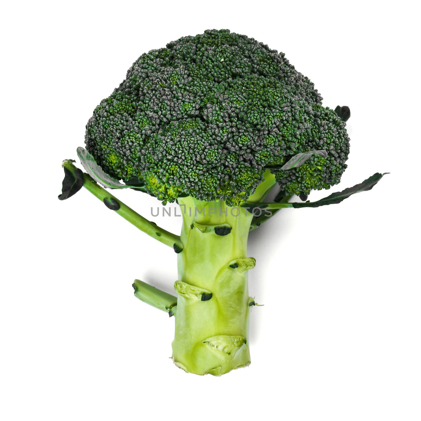 Delicious broccoli on a white background