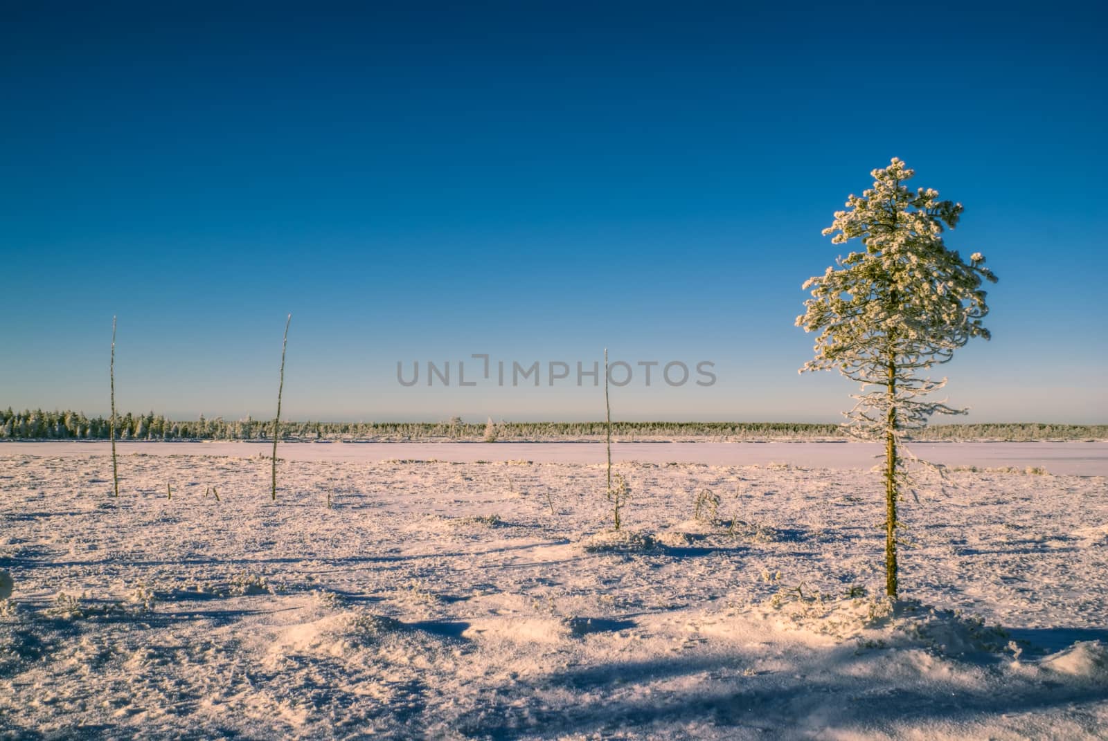 Breathtaking view of a solitary tree standing on a snowy sunlit plain