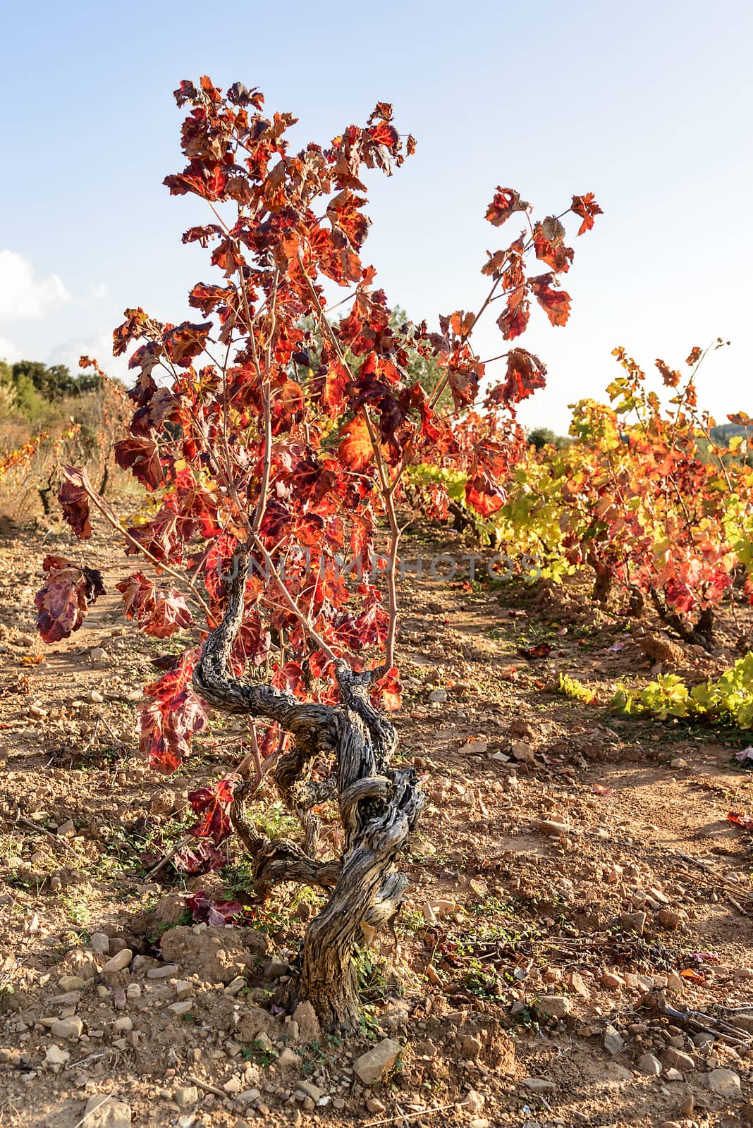 The autumn weather in Sardinia in the vineyards of Sulcis. South West of Sardinia.