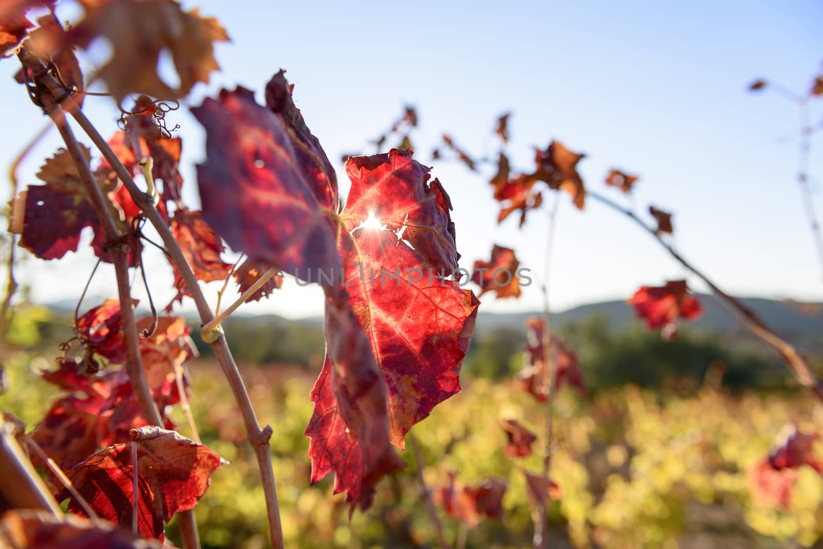 The autumn weather in Sardinia in the vineyards of Sulcis. South West of Sardinia.