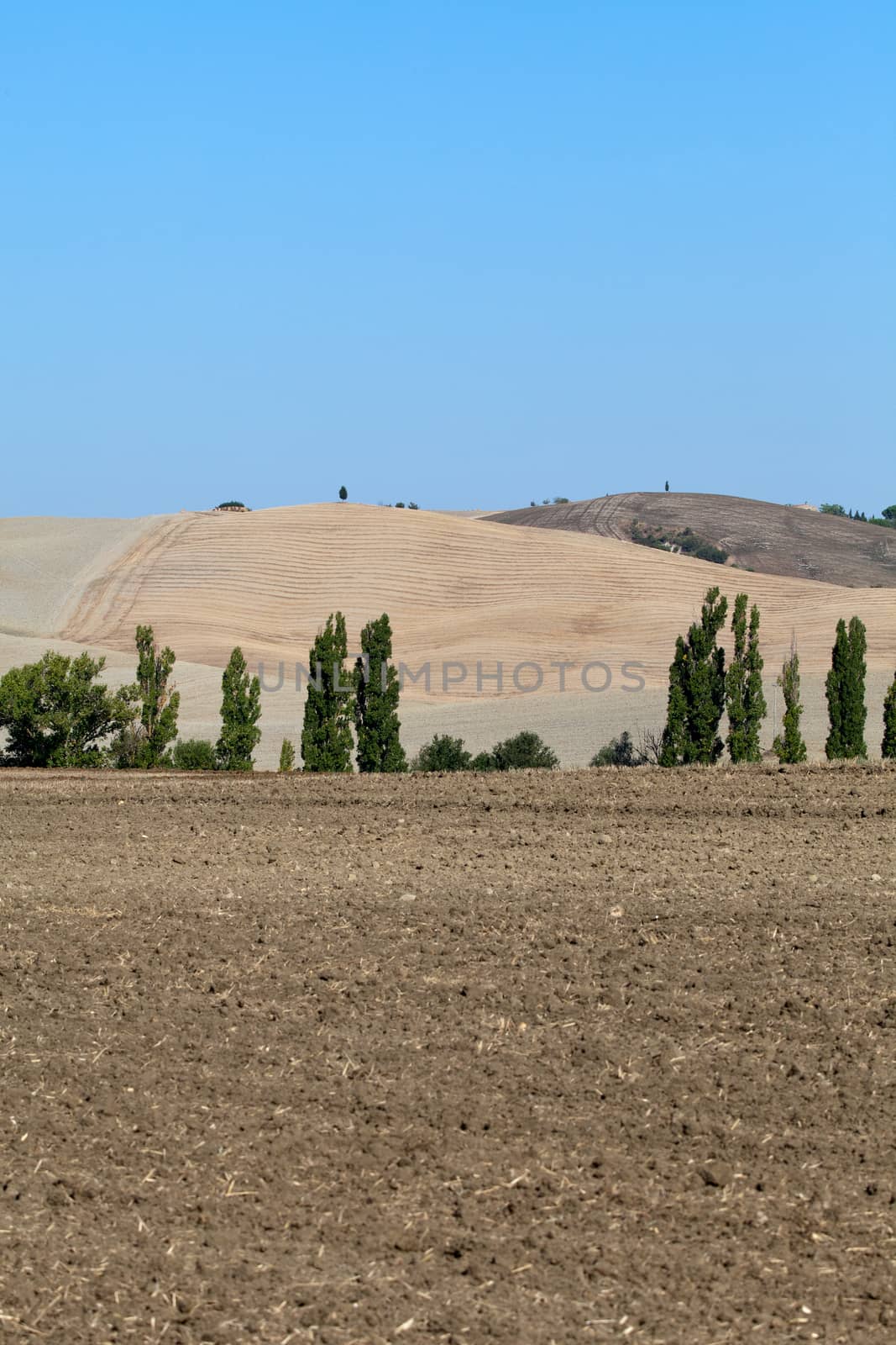 The landscape of the  Tuscany. Italy by wjarek