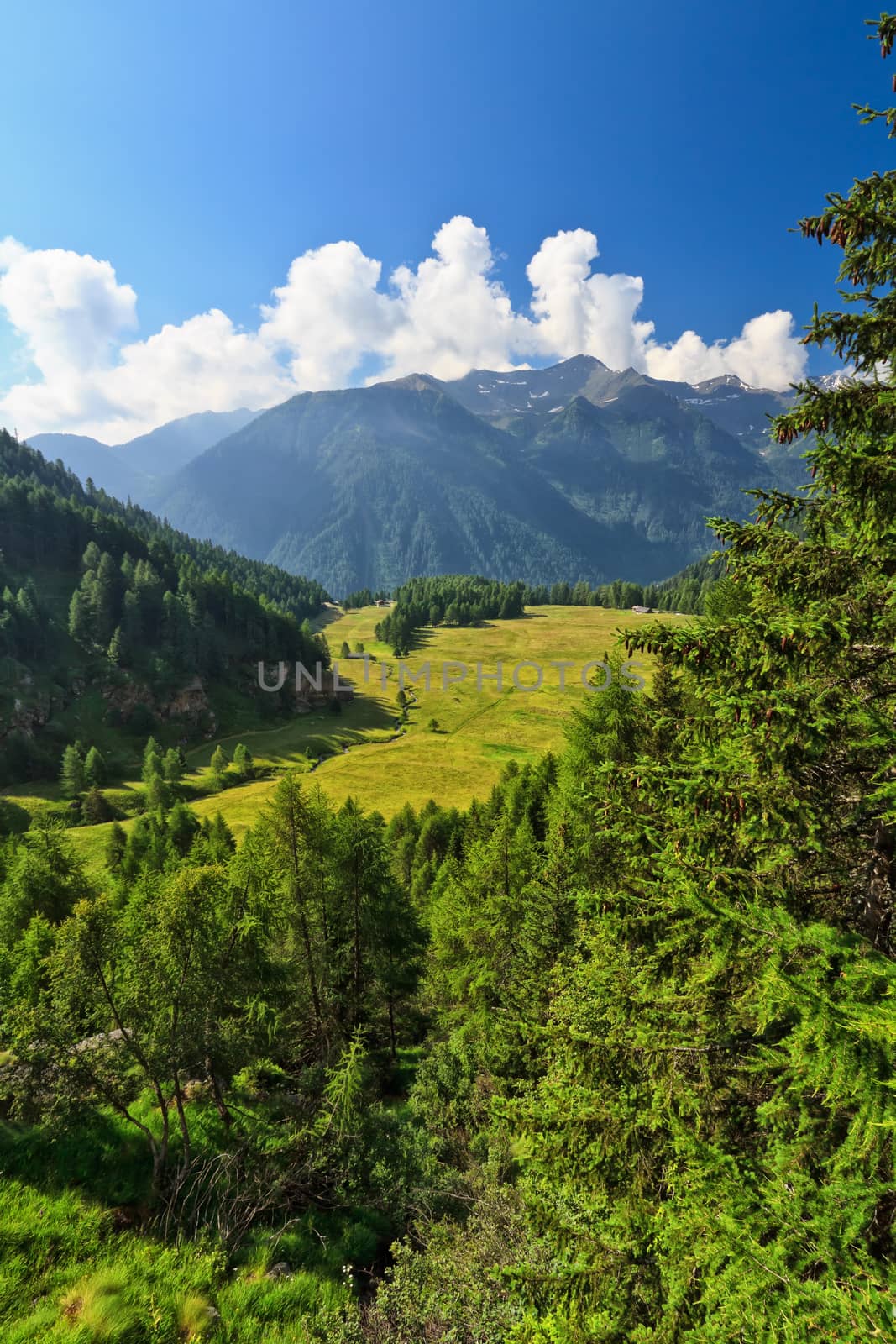 high Pejo valley on summer, Trentino, Italy