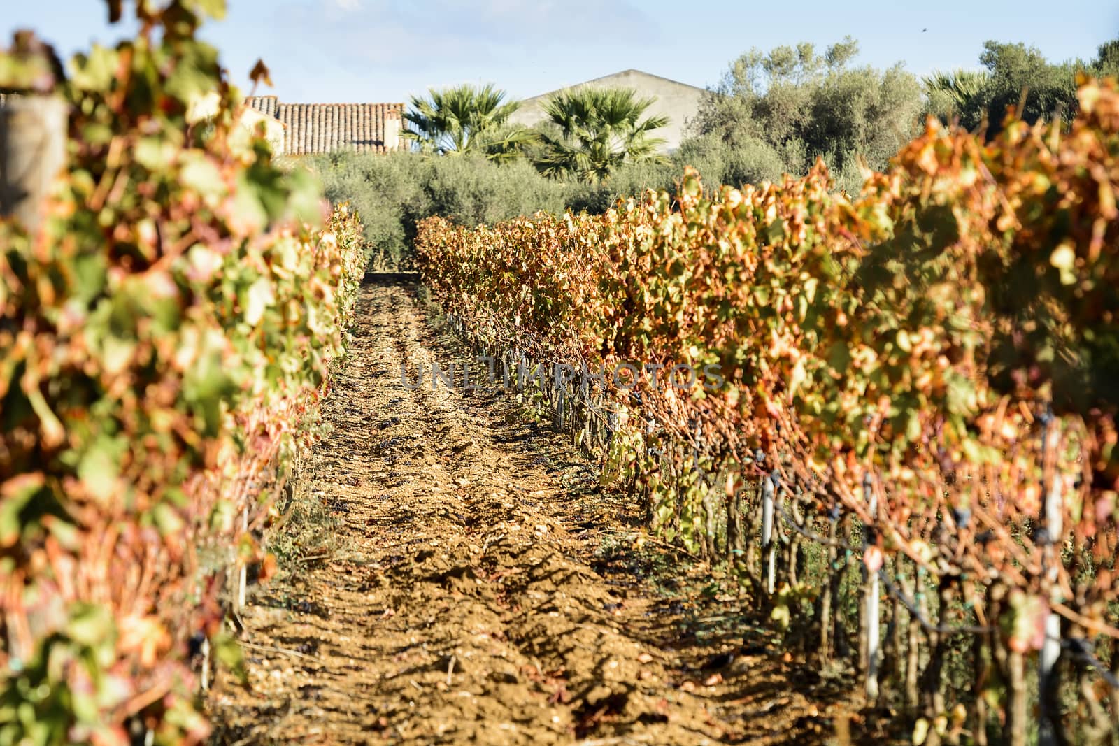 The autumn weather in Sardinia in the vineyards of Sulcis. South West of Sardinia.