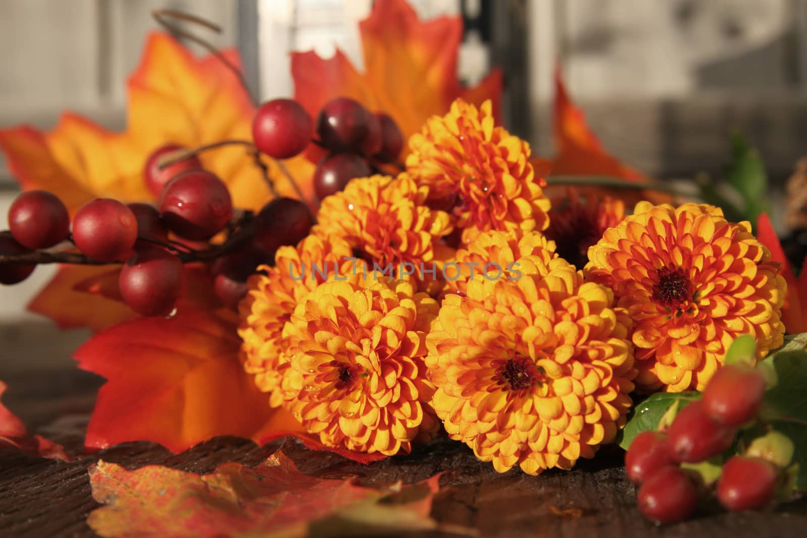 Fall or autumn Chrysanthemum flowers, and berries with orange leaves  on a vintage wooden background