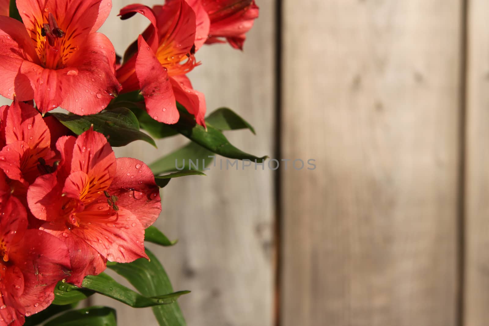 Pretty pink  Peruvian lilies or Lilies of the Incas border with wooden background with copyspace