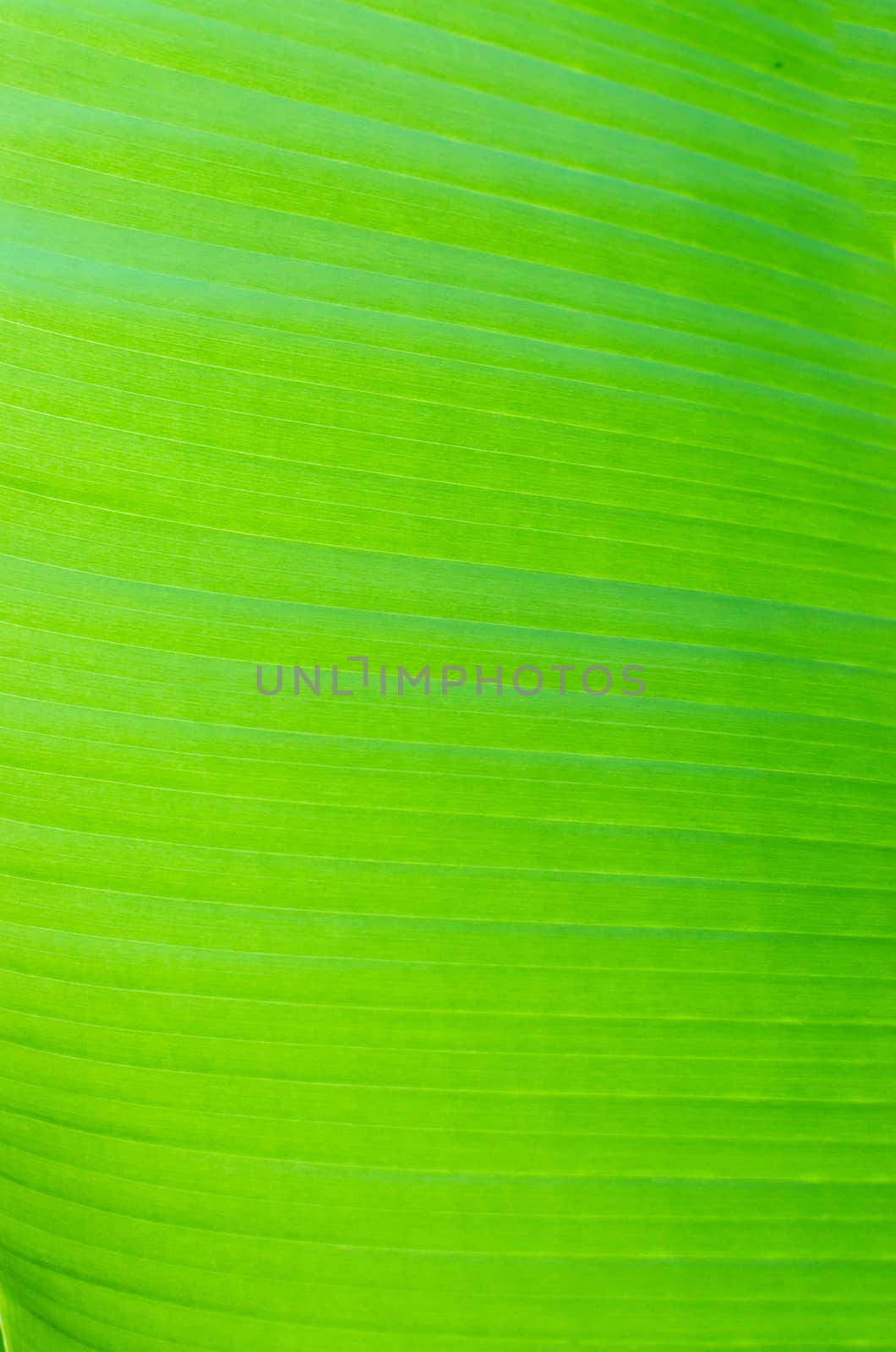 Texture background of backlight fresh green Leaf by nopparats