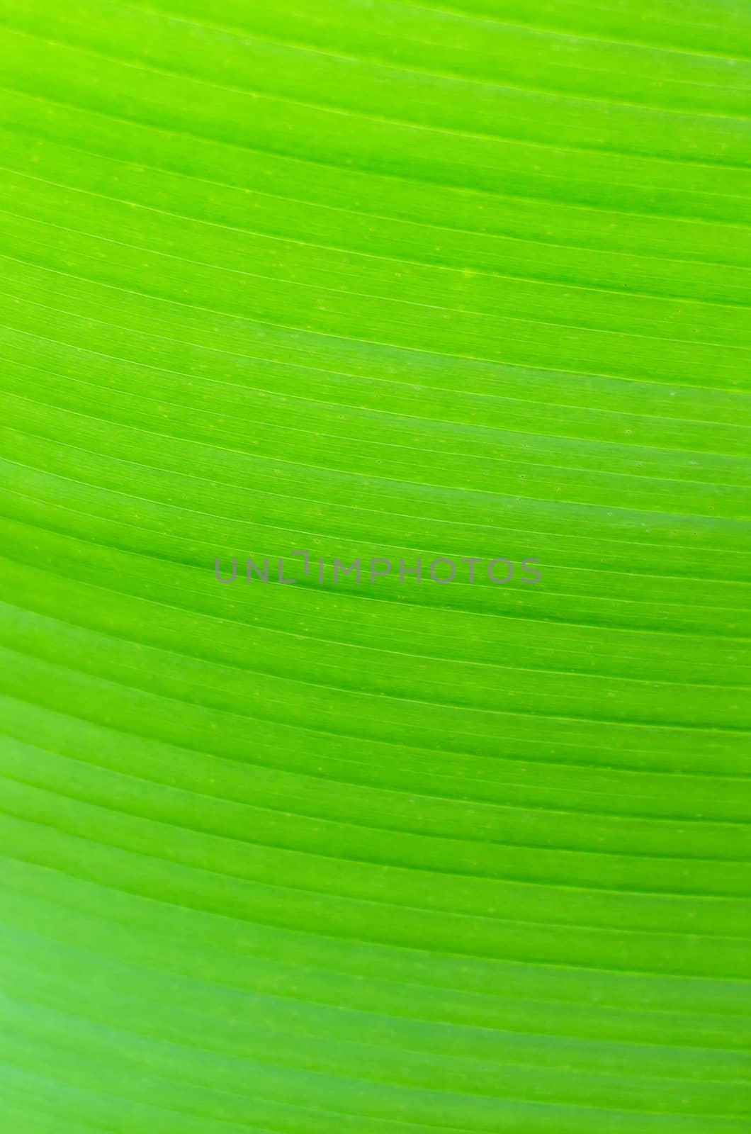 Texture background of backlight fresh green Banana Leaf.