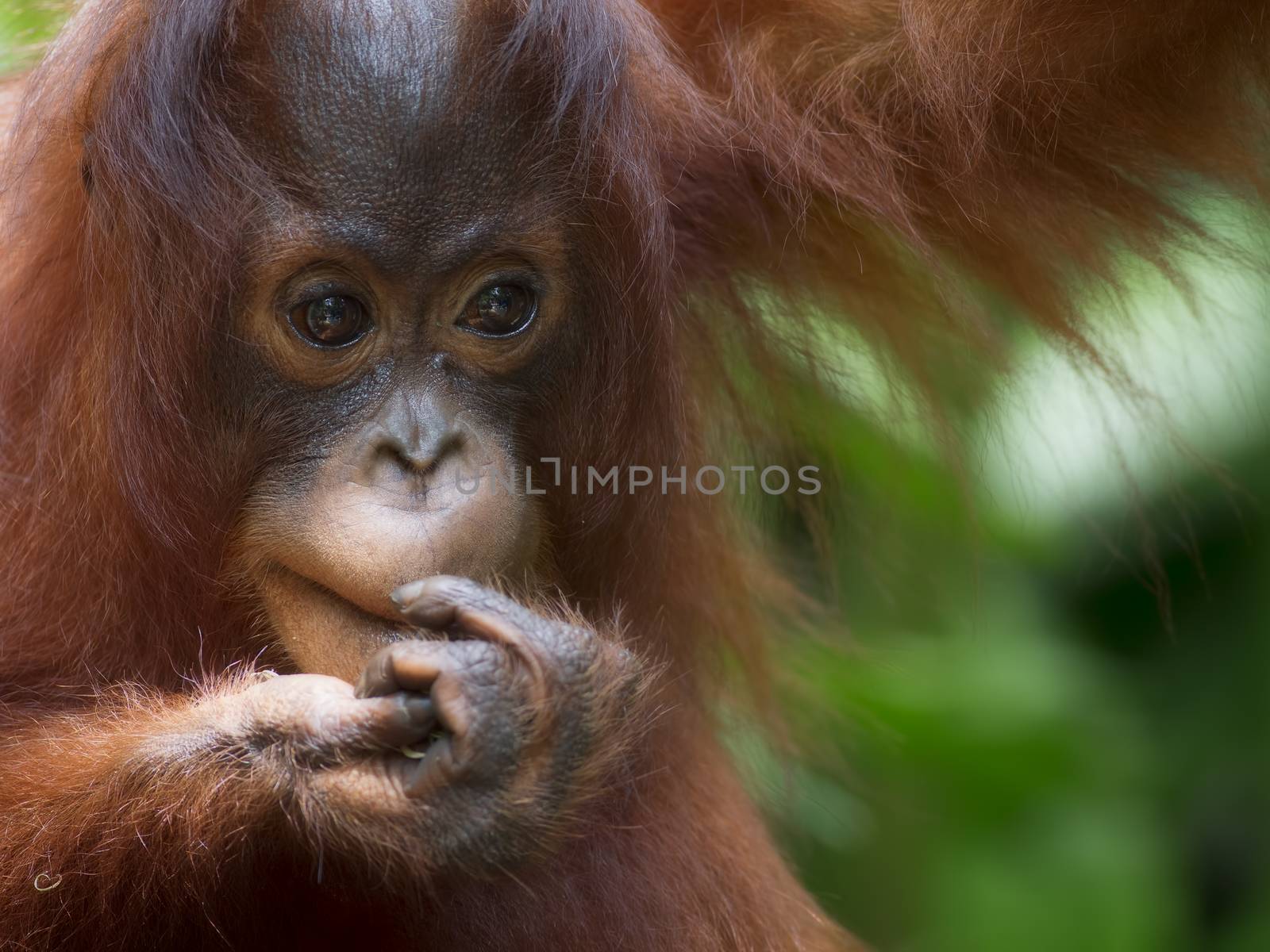 Orangutan in the jungle of Borneo, Malaysia