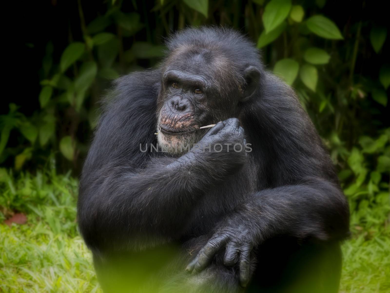 Portrait of a Common Chimpanzee in the wild