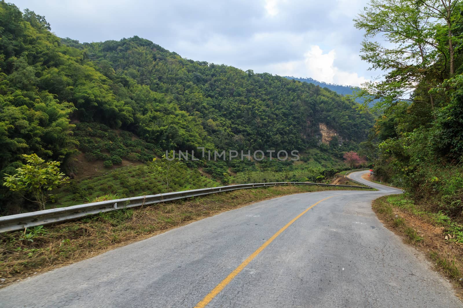 road green nature in many style in the north of thailand 