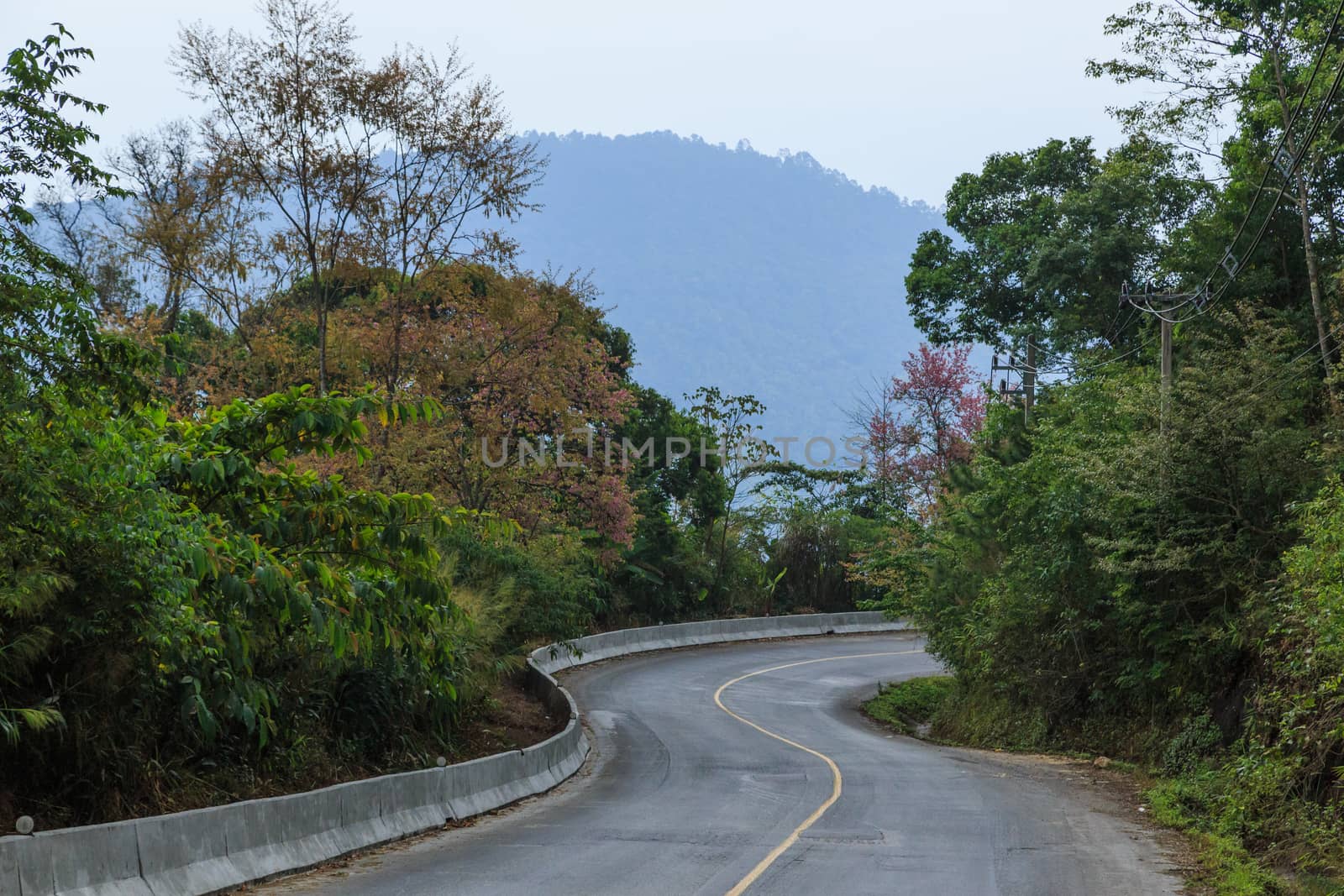 road green nature in many style in the north of thailand 