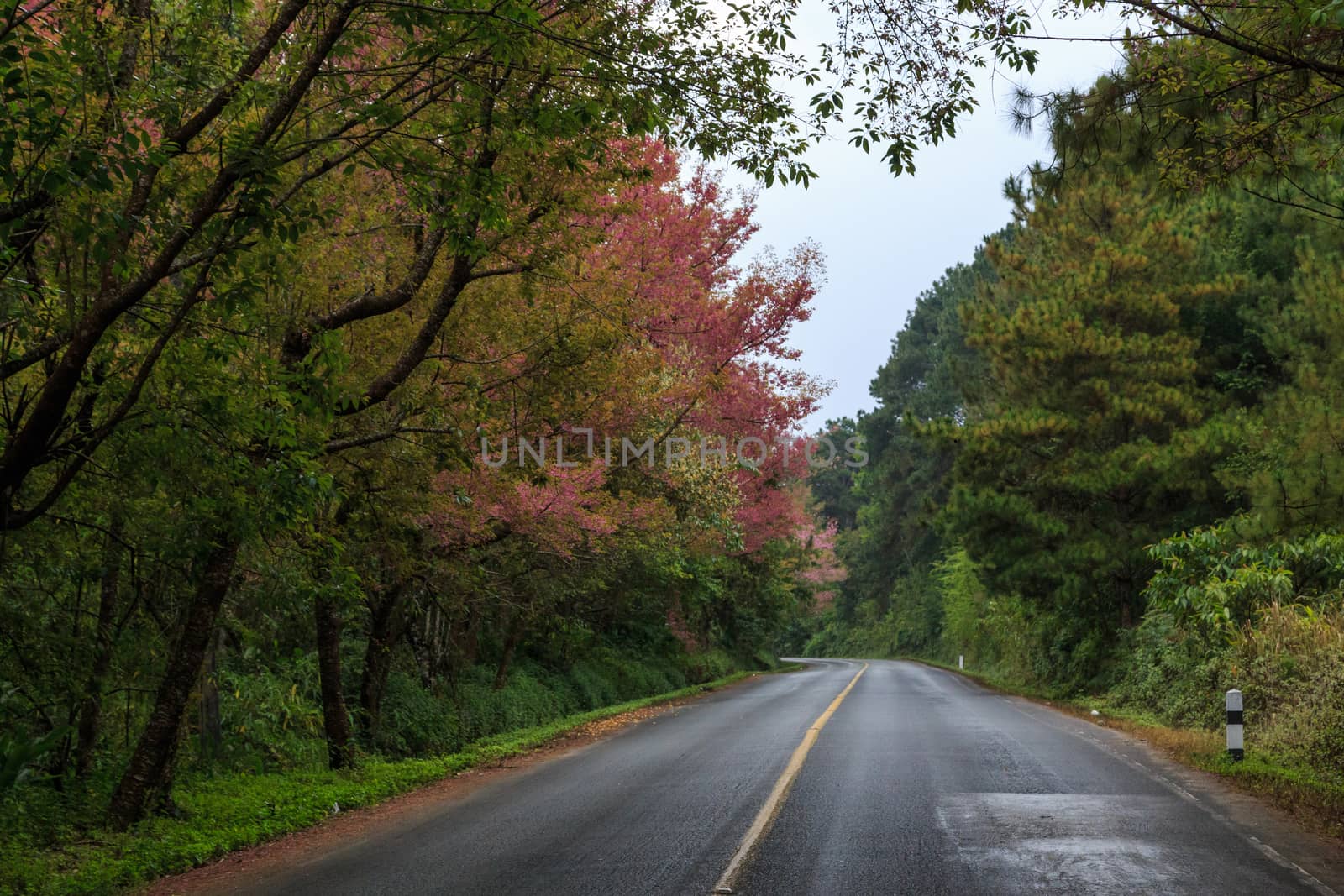 road green nature in many style in the north of thailand 