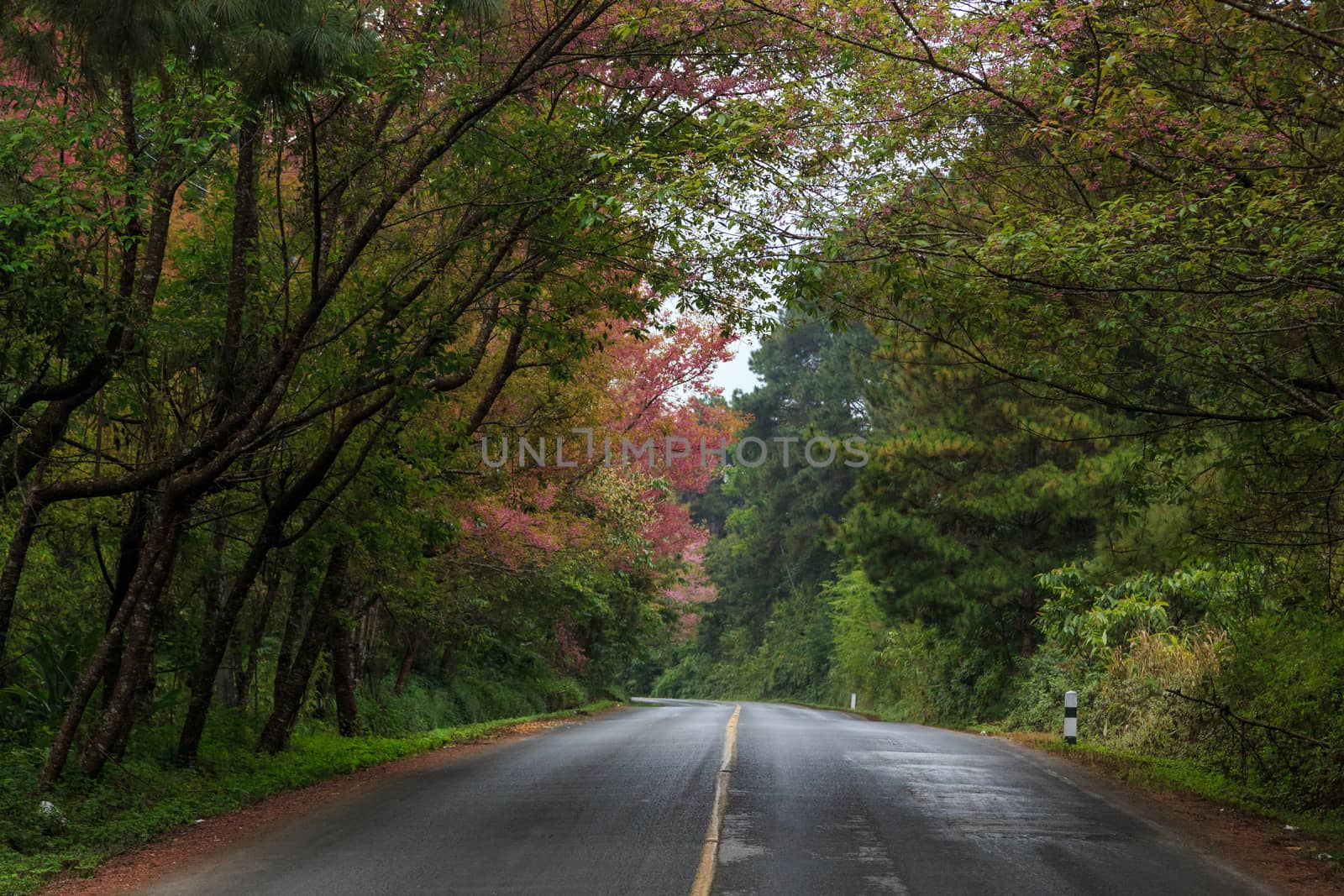 road green nature in many style in the north of thailand 