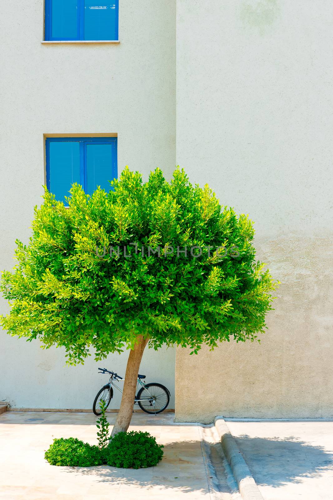 lone tree in the background on the wall by kosmsos111