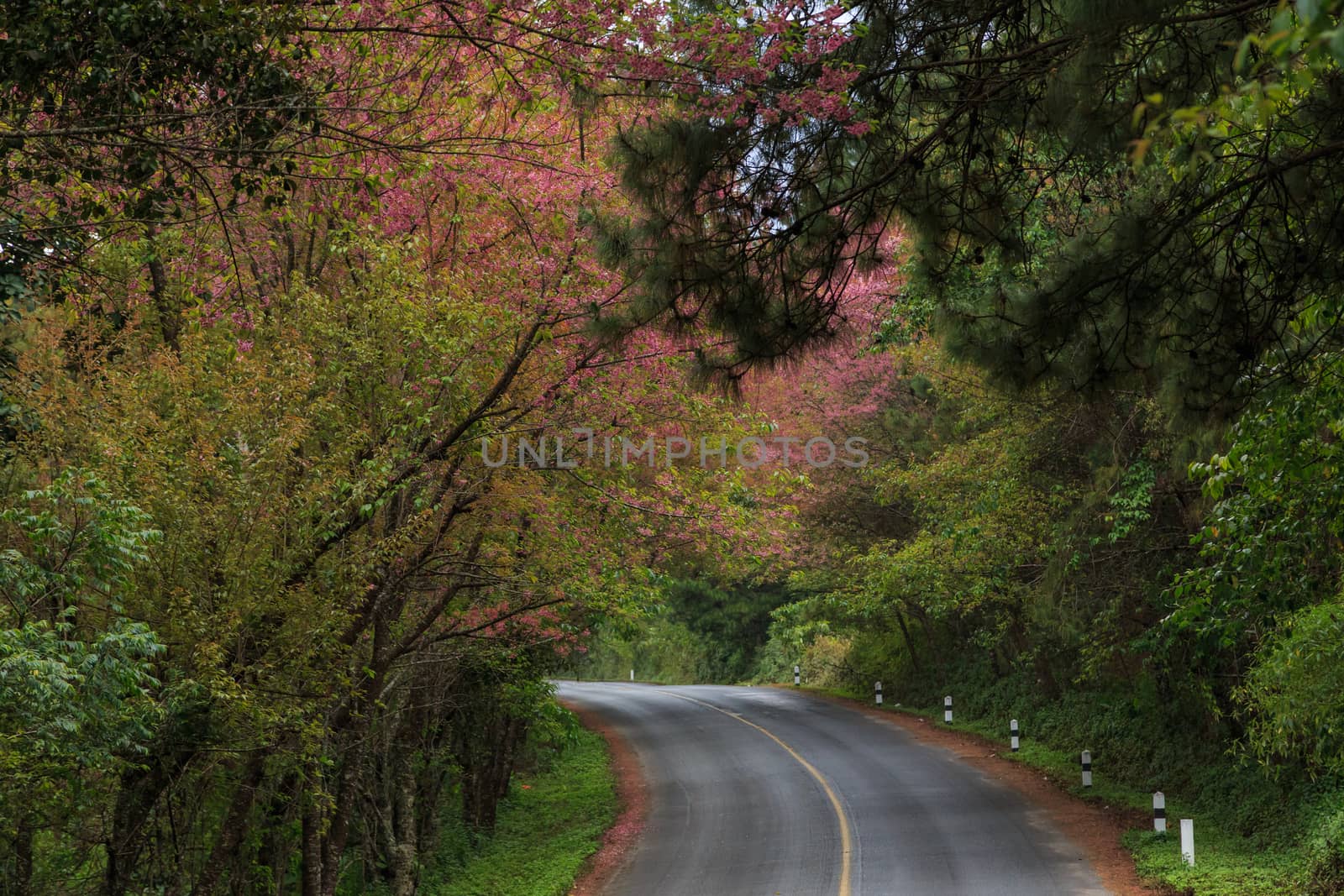 road green nature in many style in the north of thailand 