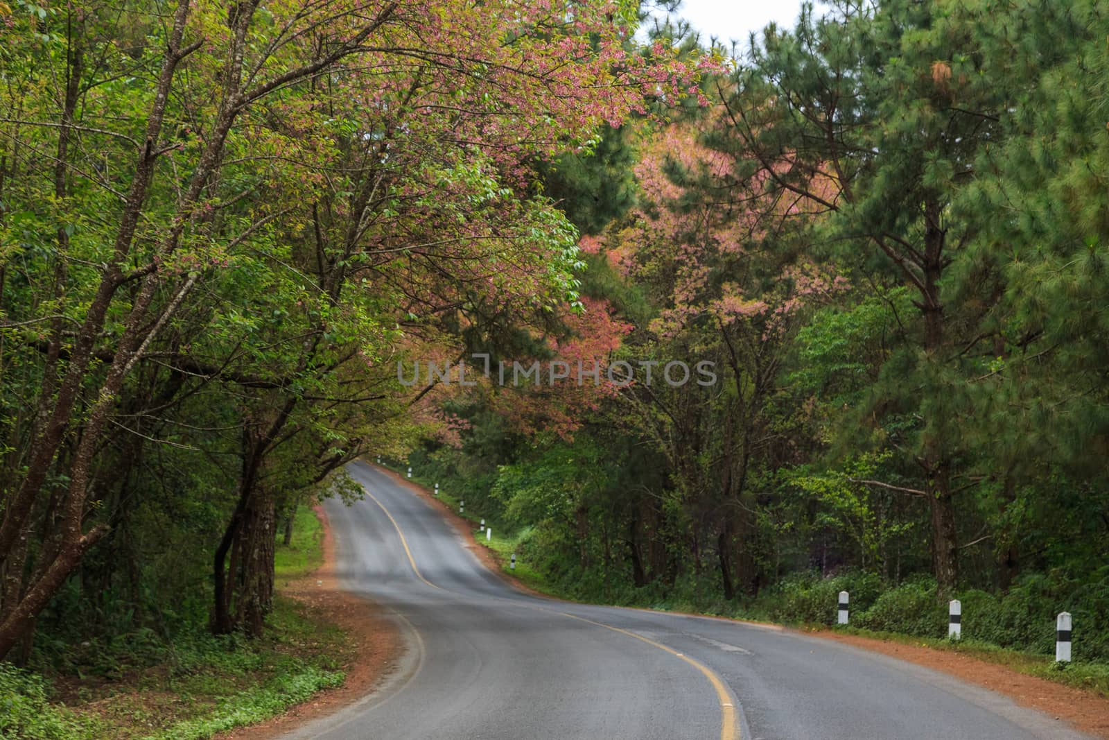 road green nature in many style in the north of thailand 