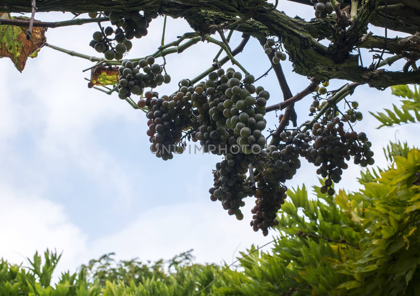 blue grapes with green leaves in winery