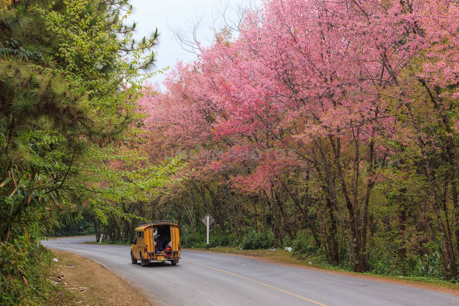 road green nature in many style in the north of thailand 