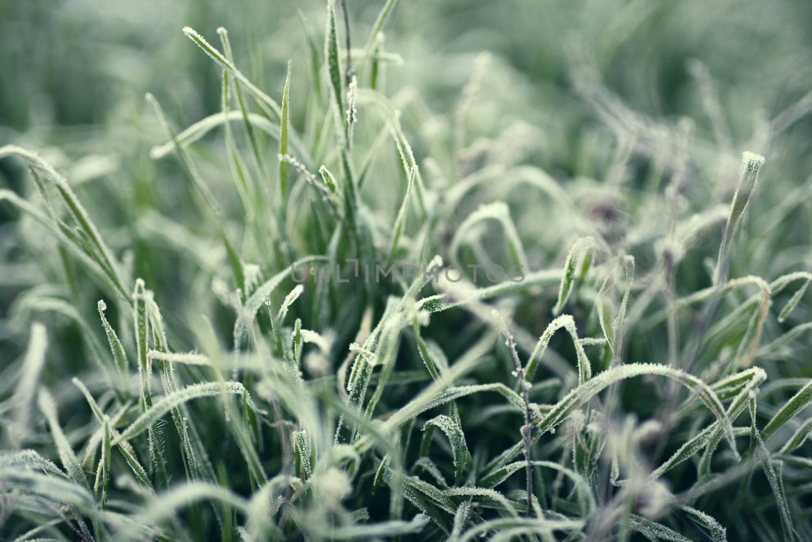 Ice and grass by shamtor