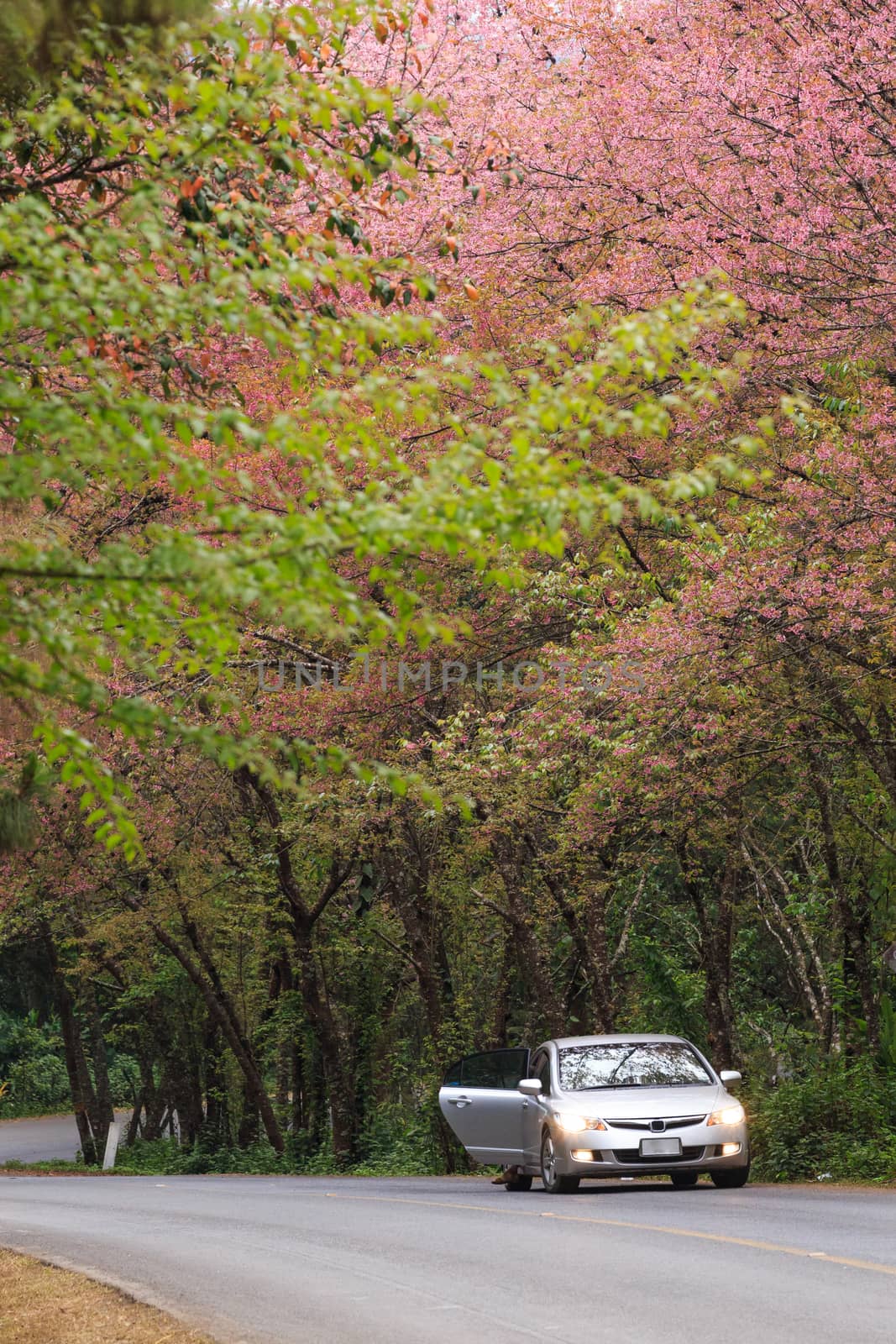 roadside photography nature in many place