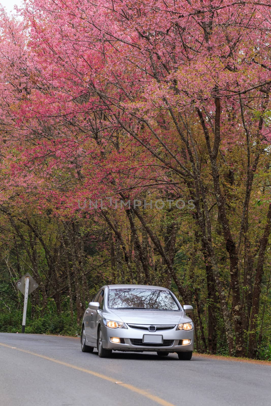 roadside photography nature in many place