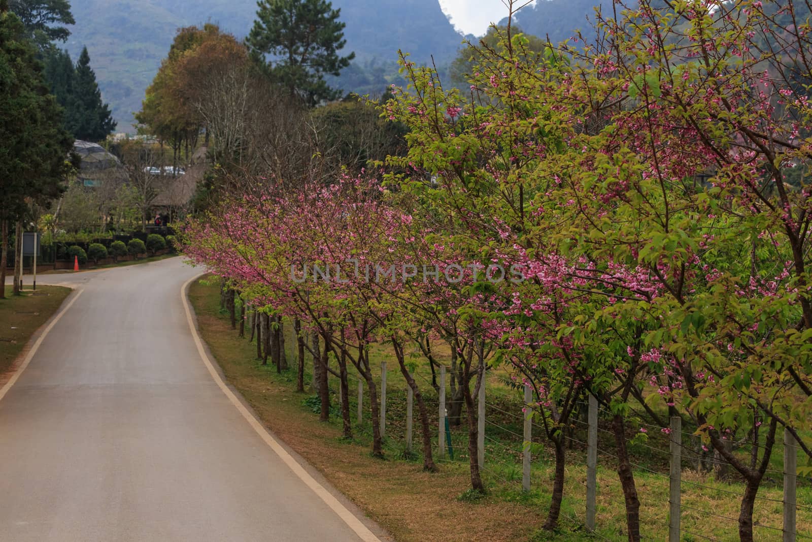 road green nature in many style in the north of thailand 