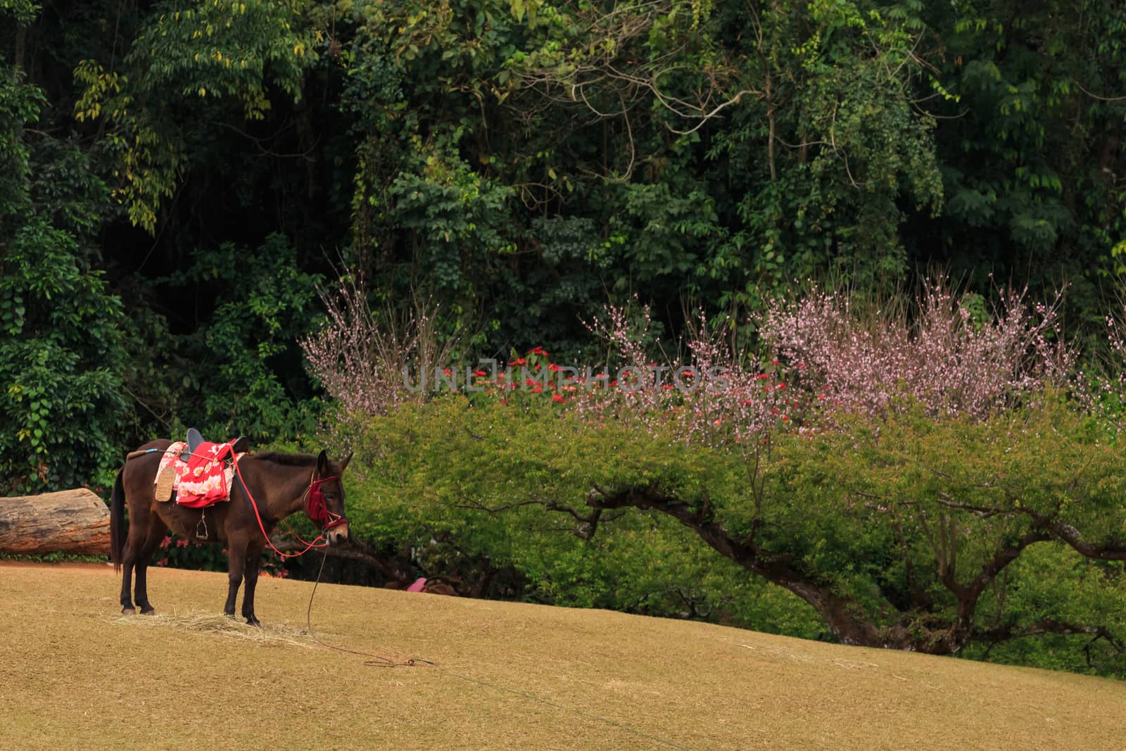 roadside nature by worachatsodsri