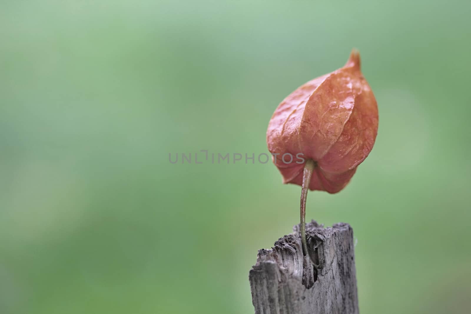 Photo of Autumn Flowers in the Wood made in the late Autumn time in the Czech republic, 2013