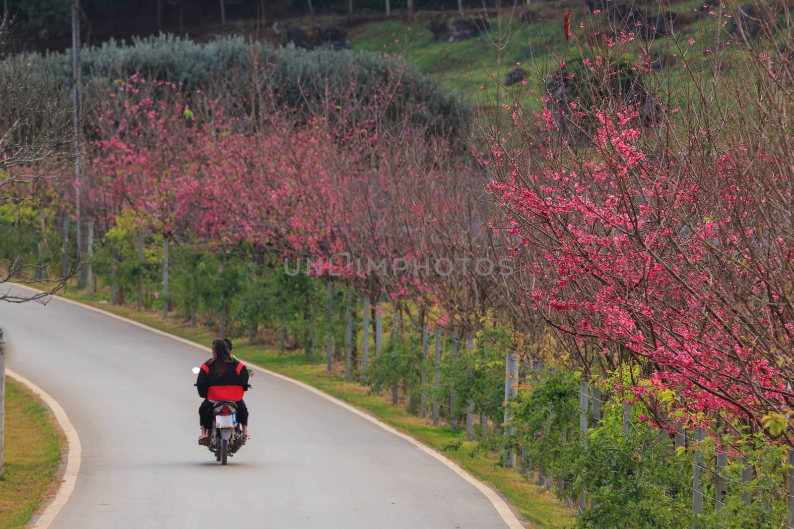 roadside photography nature in many place