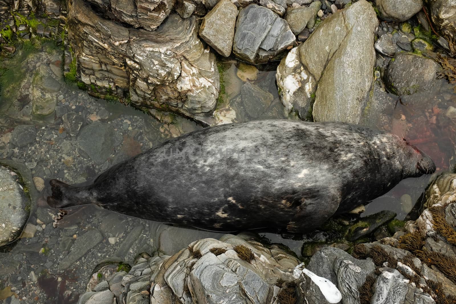 The carcass of a dead bull, grey seal, Halichoerus grypus, in a pool of water between rocks.