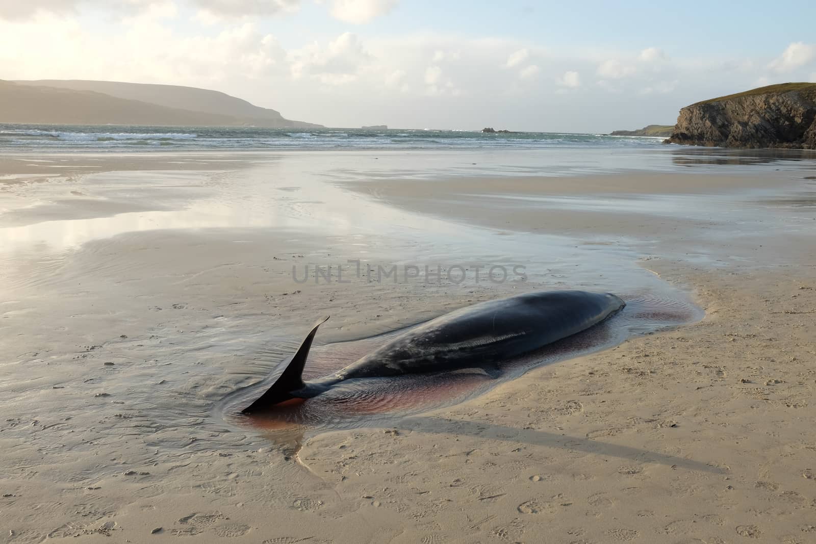 The carcass of a beaked whale, Ziphiidae, lays beached on the sand with the sea in the distance.