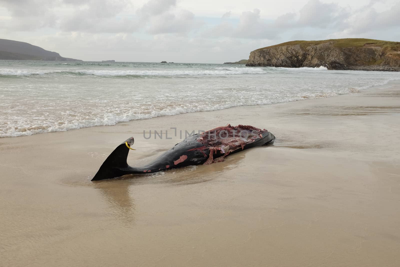 The carcass of a beaked whale, Ziphiidae, tagged and disemboweled on a beach.
