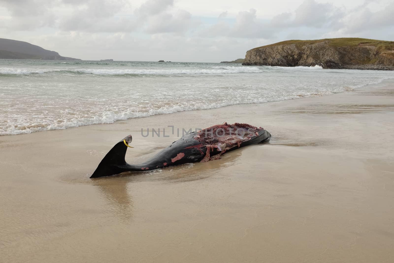 Whale carcass. by richsouthwales