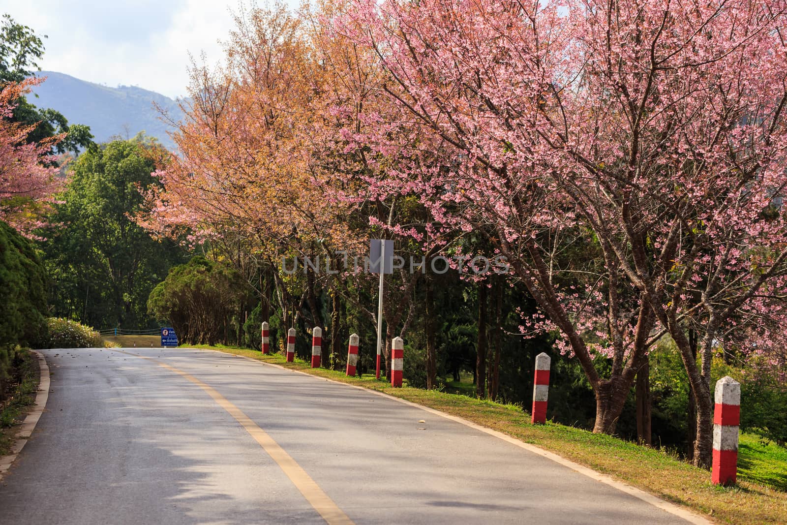 road green nature in many style in the north of thailand 