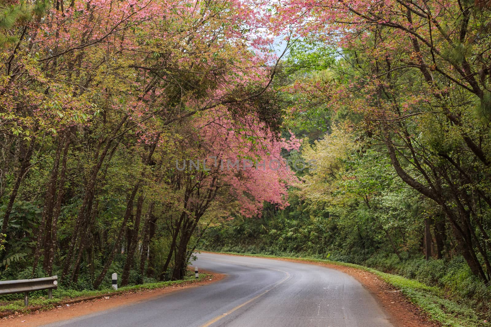 roadside photography nature in many place