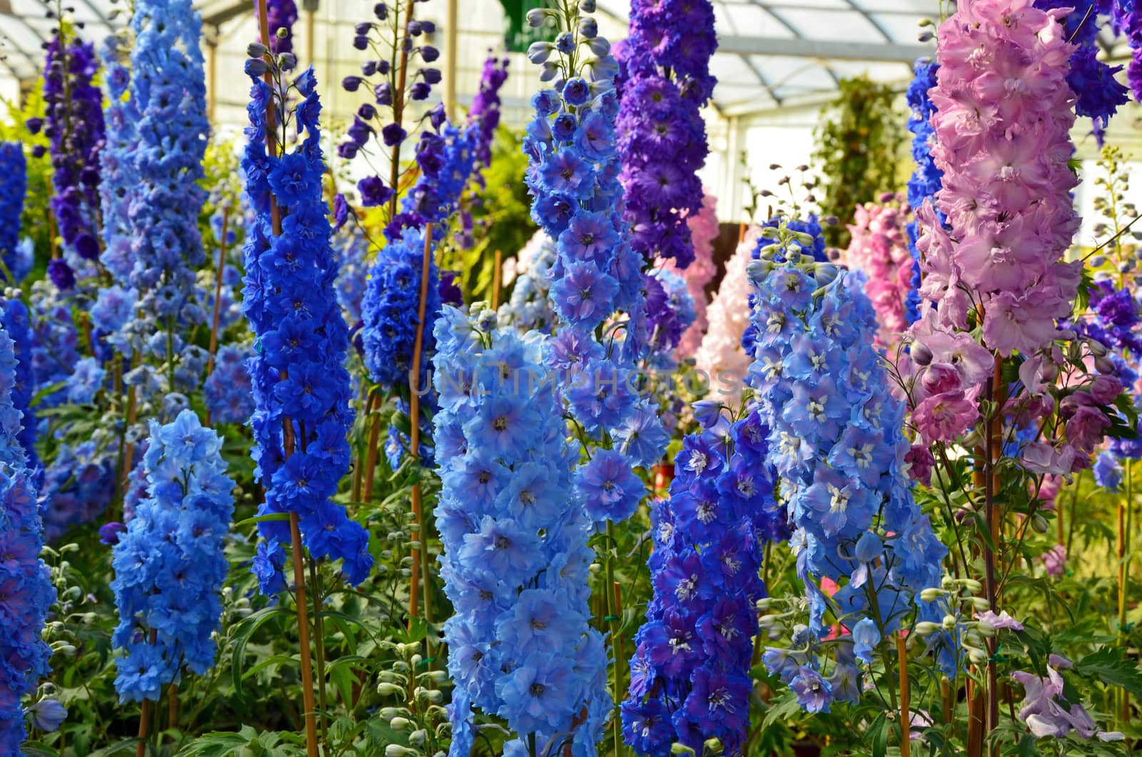 Beautiful blue and pink delphinium flowers in garden nursery