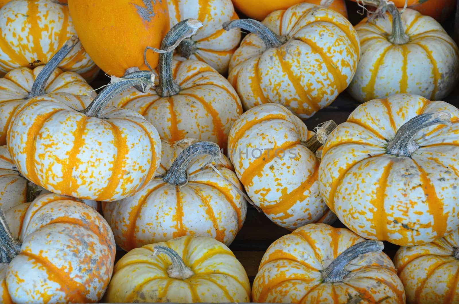 Orange and white striped pumpkins at market