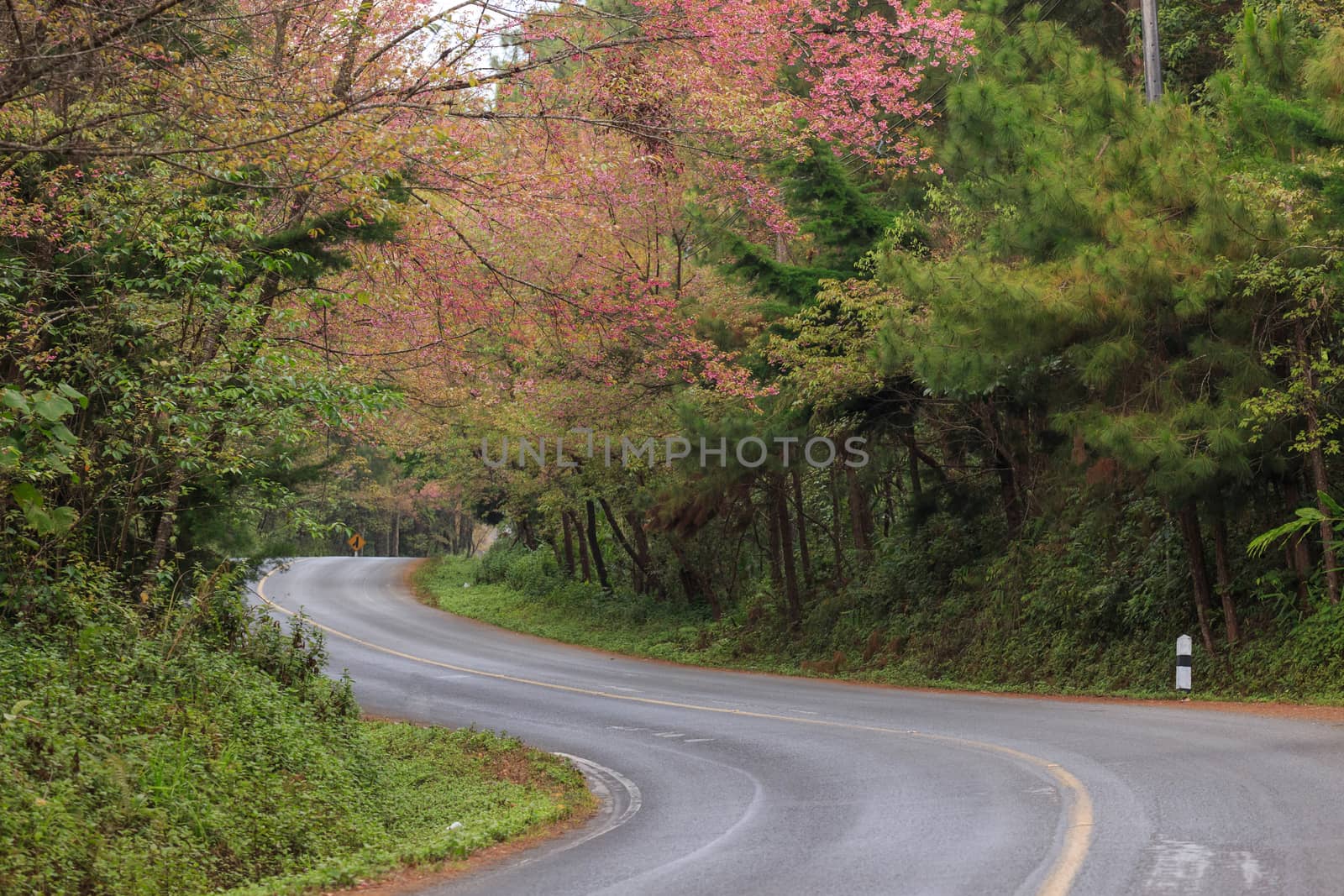 roadside photography nature in many place