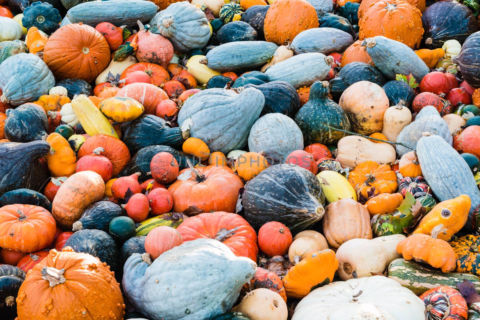 Delicious, colorful variety of different fresh sorts of pumpkins