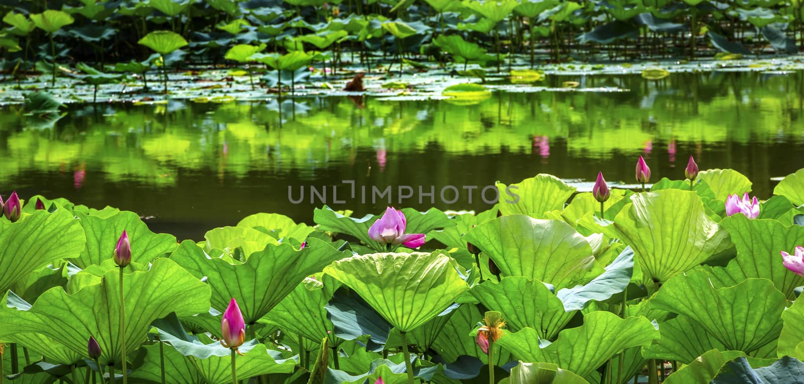 Pink Lotus Garden Reflection Summer Palace Beijing China by bill_perry