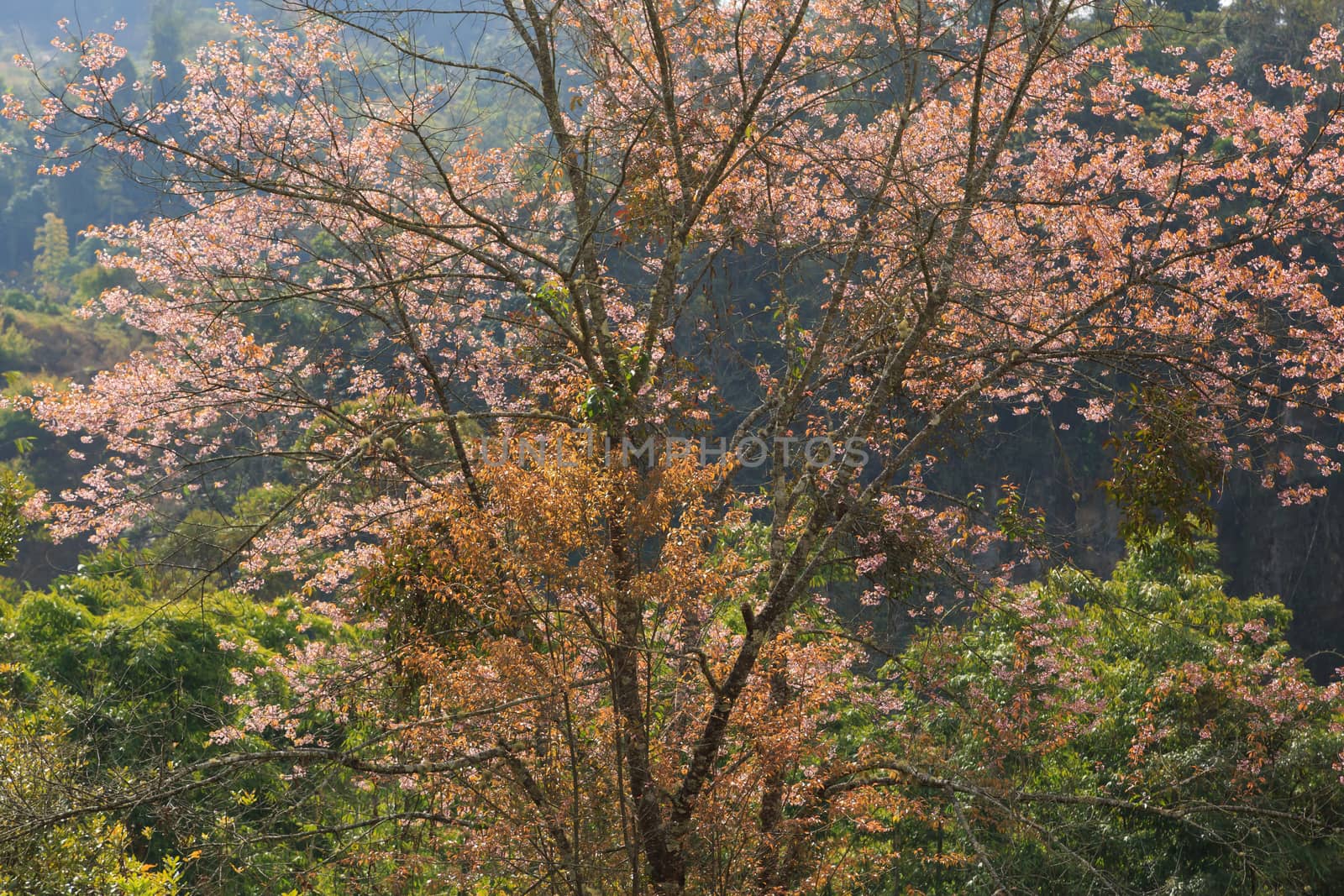 landscape nature