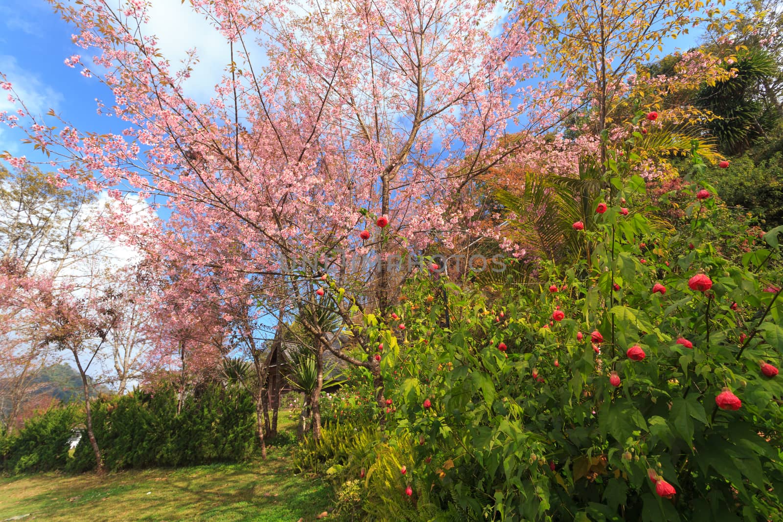 landscape nature by worachatsodsri