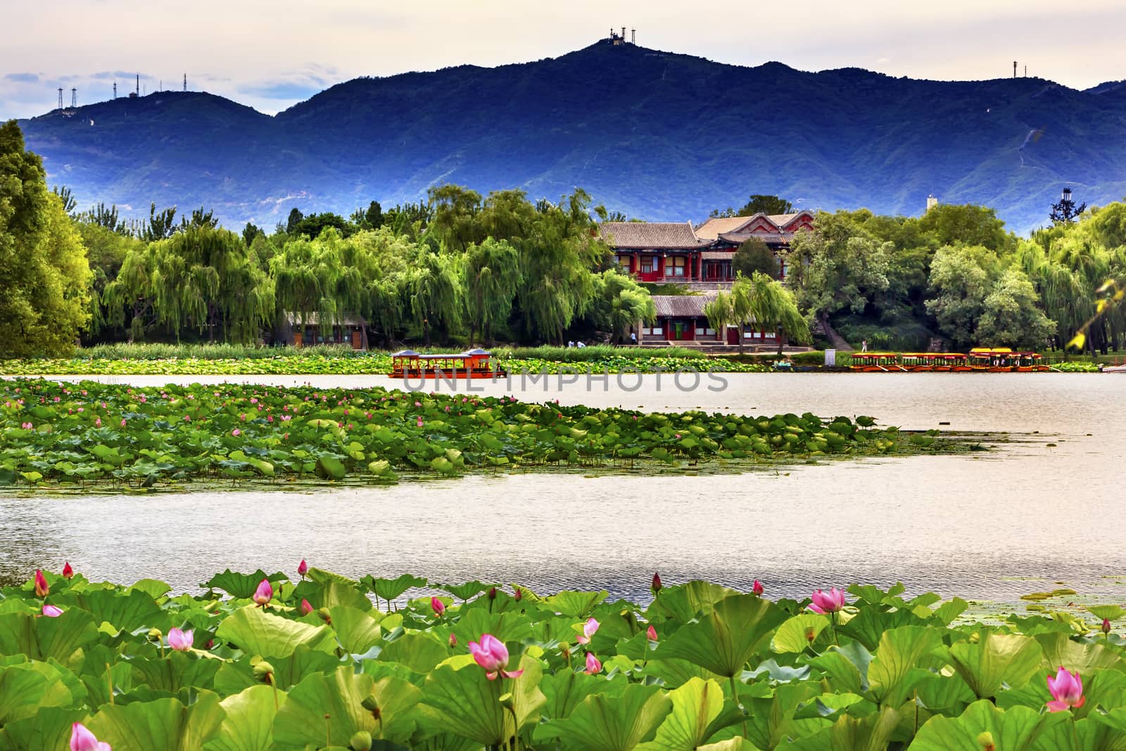 Pink Lotus Pads Garden Boat Buildings Summer Palace Beijing China