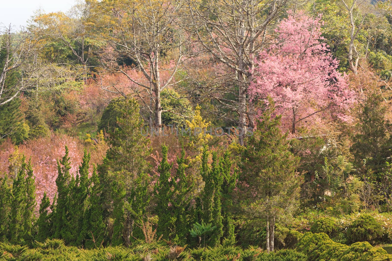 landscape nature