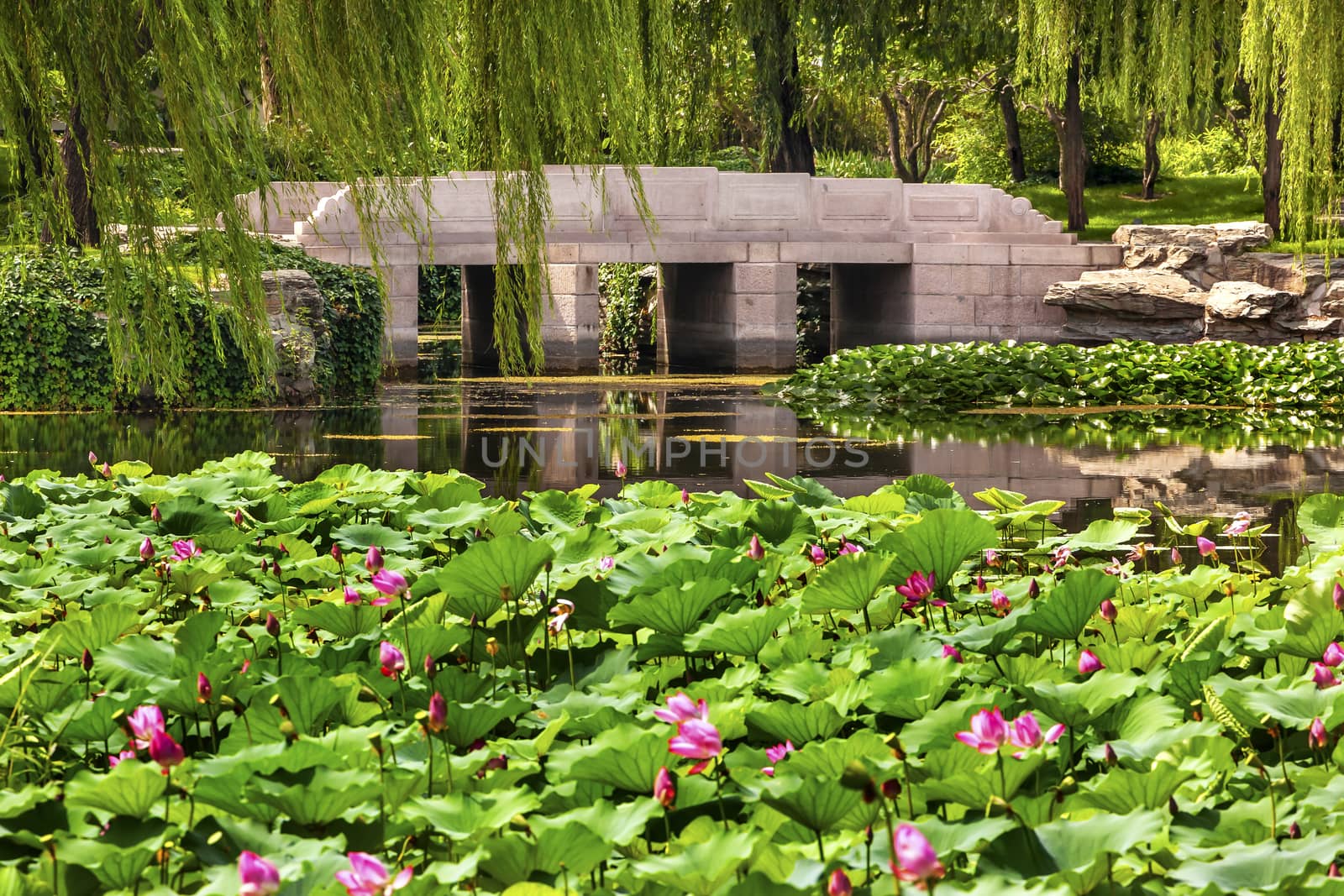 Pink Lotus Pads Garden Reflection Bridge Willow Trees Summer Palace Beijing China