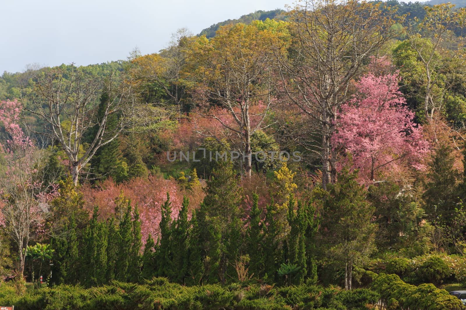 landscape nature by worachatsodsri